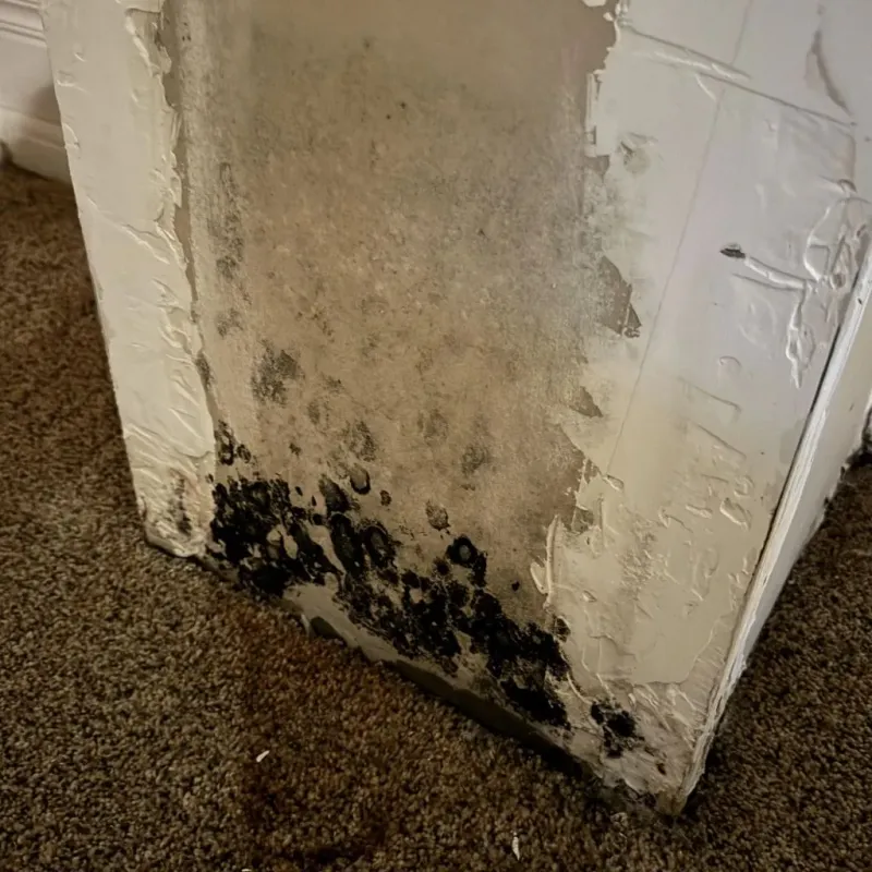Professional Mold Removal in Owasso, OK